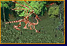 Dracoliche fight
